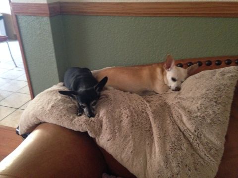 1987 Suzuki Samurai - Two chihuahuas are resting on a blanket on a couch.