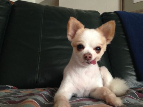 1987 Suzuki Samurai - A small chihuahua dog with tan ears and white fur sits on a couch, its tongue playfully sticking out.