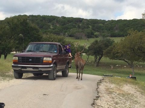 1996 Ford Bronco - A maroon Ford pickup truck is parked on a dirt road next to a deer that is walking away from the camera. A person is leaning out of the tru…