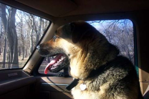 2003 Ford Bronco “The Dog”