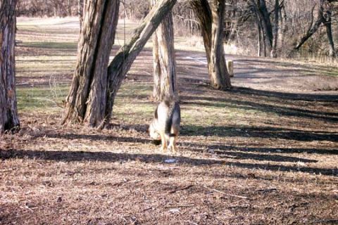2003 Ford Bronco - A dog stands in a park-like setting with trees and dry grass.