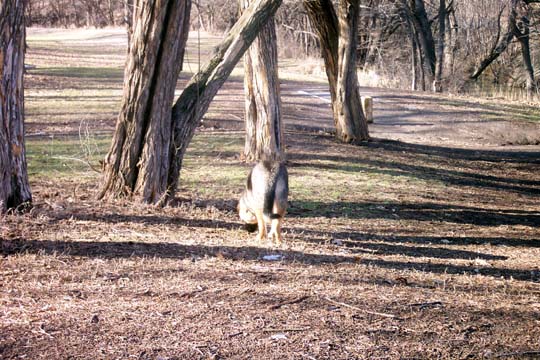 Dog in a wooded area with bare trees and dry grass