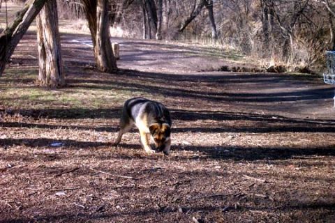 2003 Ford Bronco - A German Shepherd dog explores the ground in a park with trees and a disc golf basket visible.