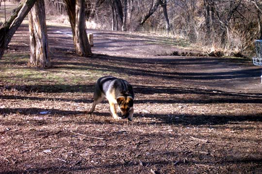 German Shepherd dog sniffing the ground in a park setting