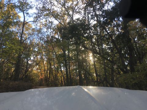 1979 Ford Bronco - The sun shines through the trees onto the hood of a white vehicle, possibly a 1979 Ford Bronco, in a wooded area.
