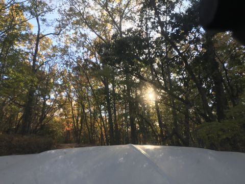 1979 Ford Bronco - The sun shines through the trees onto a wooded area with a dirt path visible. The foreground shows the hood of a white vehicle.