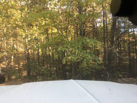 1979 Ford Bronco - A white vehicle hood is in the foreground, with a forest scene visible through the windshield. The forest has tall trees with green and yel…