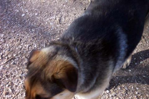 2003 Ford Bronco - A German Shepherd dog stands on a gravel surface.