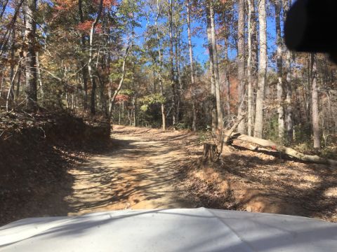 1979 Ford Bronco - A dirt road winds through a forest with trees displaying autumn foliage. The sun casts dappled shadows on the path.