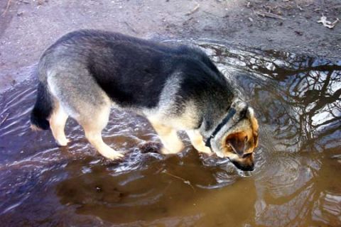2003 Ford Bronco - A dog drinks water from a puddle on a dirt path, with reflections of bare tree branches visible in the water.