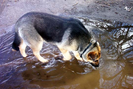 German Shepherd dog with black and tan fur drinking from a muddy puddle with reflections of trees