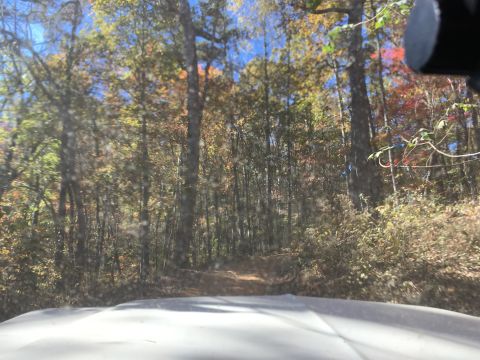 1979 Ford Bronco - A dirt path winds through a forest with colorful autumn foliage. The foreground shows the hood of a white vehicle.