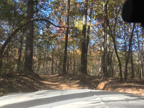 1979 Ford Bronco - A dirt road winds through a forest with trees displaying autumn foliage. The foreground shows the edge of a white vehicle's hood.