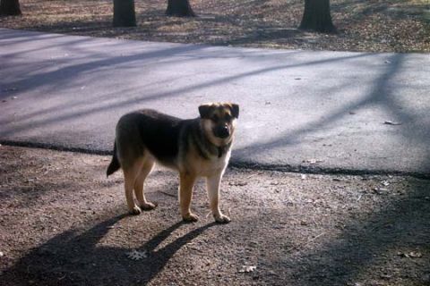 2003 Ford Bronco - A dog stands on a paved path in a park-like setting.