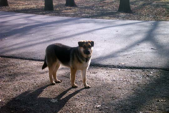 Dog standing on asphalt next to a tree-lined path
