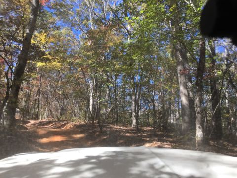 1979 Ford Bronco - A dirt road winds through a forest with autumn foliage. The view is from inside a vehicle, looking out over the hood.