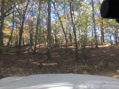 1979 Ford Bronco - A view of a wooded area with trees and fallen leaves on the ground, likely during autumn. The foreground shows a portion of a white vehicle…