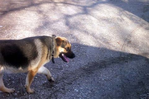 2003 Ford Bronco - A German Shepherd dog walks across a gravel surface, with shadows from trees overhead.