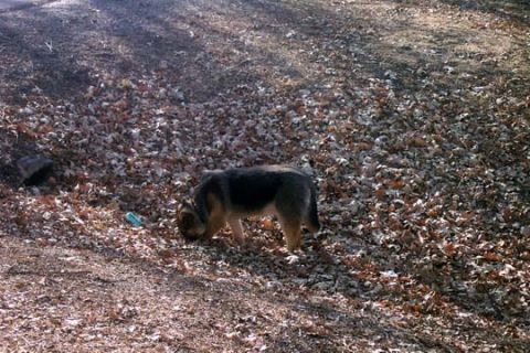 2003 Ford Bronco - A German Shepherd dog explores the ground covered in autumn leaves.