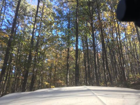 1979 Ford Bronco - A low-angle shot looking up through a dense forest of tall trees with autumn foliage. The ground in the foreground is covered in a light-co…