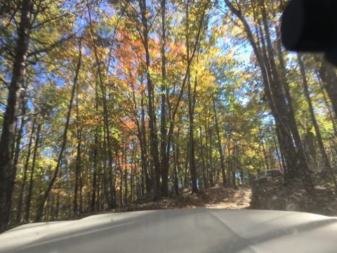 1979 Ford Bronco - A white SUV is parked on the side of a dirt road surrounded by trees with fall foliage. The photo appears to be taken from the perspective…