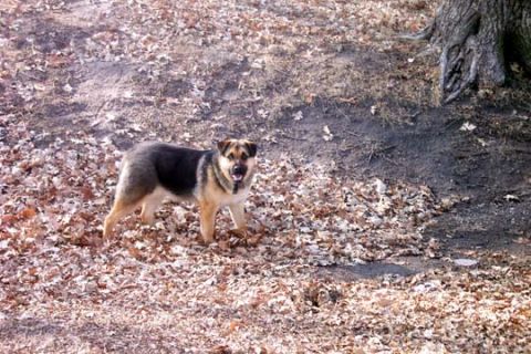 2003 Ford Bronco - A dog stands alert on a leaf-strewn path near a large tree.