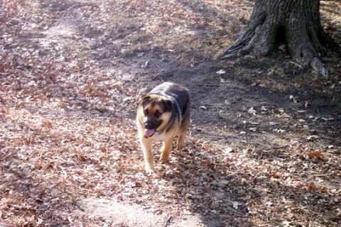 2003 Ford Bronco - A dog walks through a wooded area on a path covered with fallen leaves.