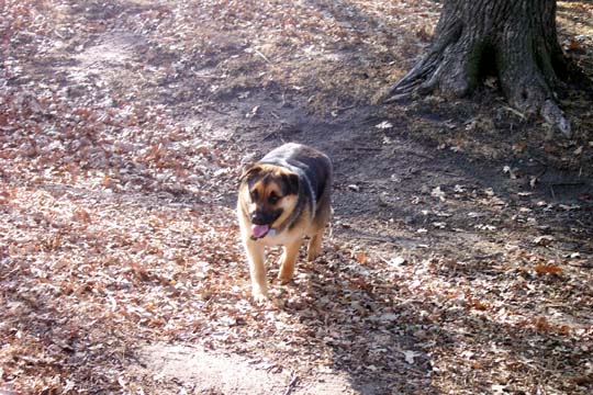 Dog walking on a path covered in dry leaves, with a large tree to the right