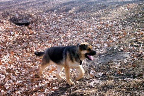 2003 Ford Bronco - German Shepherd dog walking on a path covered with dry leaves.