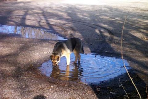 2003 Ford Bronco - A dog is drinking from a puddle on a road with tire tracks visible.