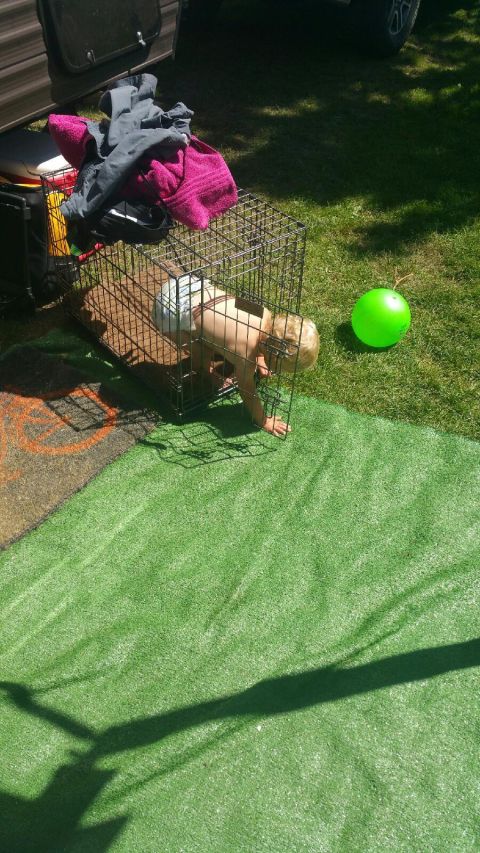 1979 Ford Bronco - A baby crawls inside a dog crate on a grassy area with a green ball nearby. Clothes are piled on top of the crate.