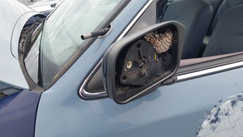 1991 Ford LTD Crown Victoria - A wasp nest has taken residence inside the broken side mirror housing of a blue vehicle.