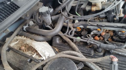1991 Ford LTD Crown Victoria - Debris and nuts have accumulated in the engine bay, obscuring some components.
