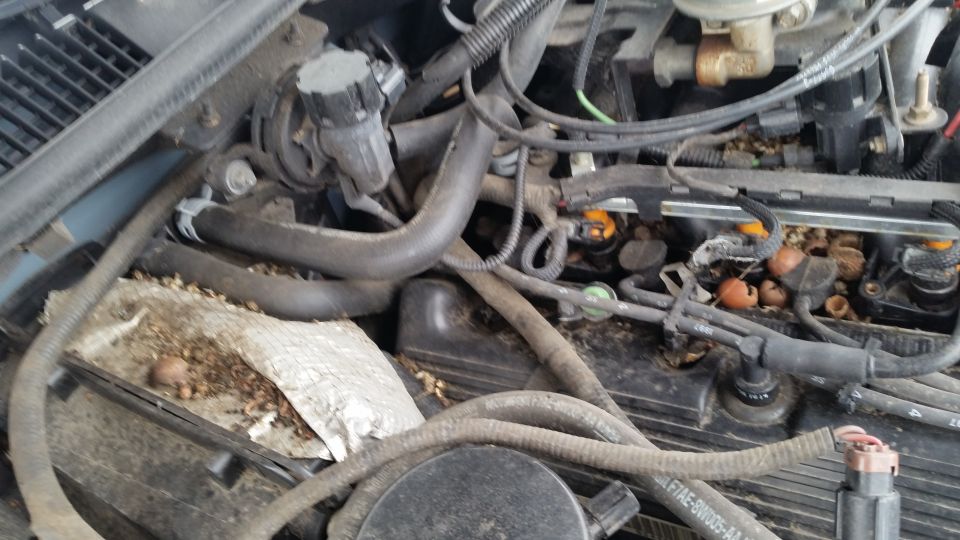 Engine bay with hoses, wires, and debris. Some nuts and acorns are visible