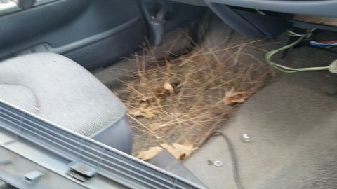 1991 Ford LTD Crown Victoria - The interior of a vehicle is shown with leaves and pine needles scattered across the floor, along with some exposed wiring near the dashboa…