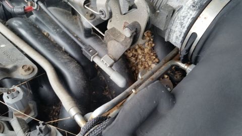1991 Ford LTD Crown Victoria - Debris has collected in the engine's intake system, obscuring some components.