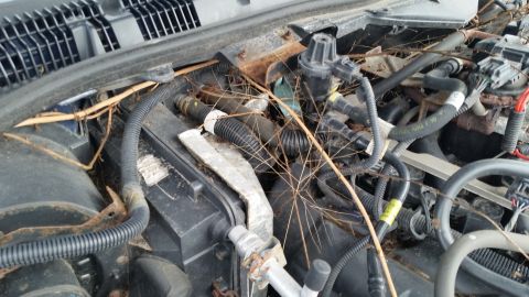 1991 Ford LTD Crown Victoria - The engine bay is filled with debris, including leaves and spiderwebs, obscuring most components.