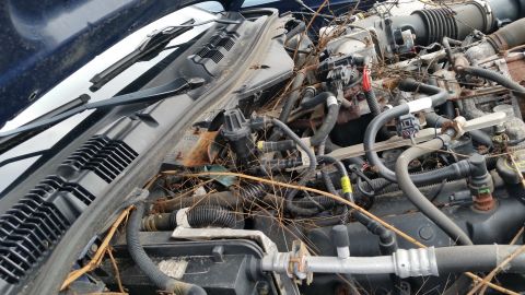 1991 Ford LTD Crown Victoria - The engine bay is cluttered with vegetation and appears to be in disrepair.
