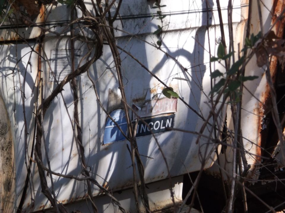 White vehicle with a Lincoln emblem and a blue emblem, overgrown with vines