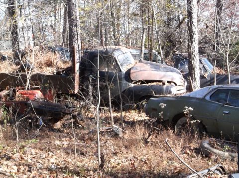 1974 Dodge Challenger - Multiple abandoned vehicles sit in a wooded junkyard, overgrown with vegetation.