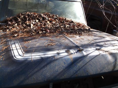 1974 Dodge Challenger - Car hood covered in leaves, with white racing stripes.