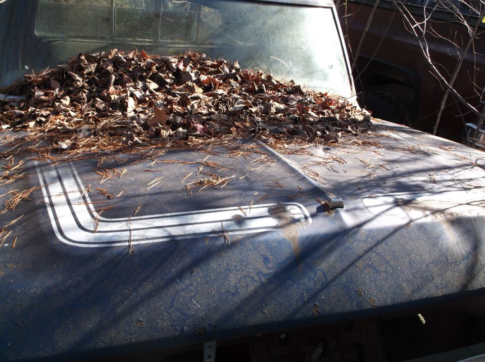 Car hood covered with dry leaves and pine needles. White racing stripes visible on the dark blue hood