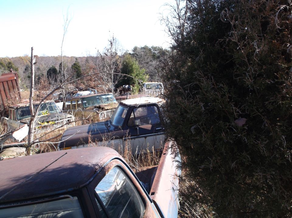 Junkyard scene with several rusty trucks and SUVs, some partially obscured by trees and brush