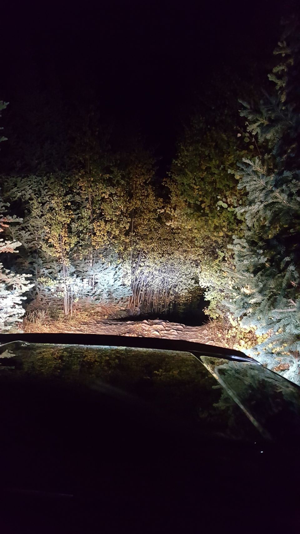 Dashboard view of headlights illuminating a forest road at night