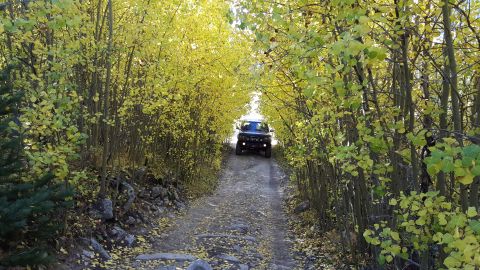 1996 Ford Bronco - A vehicle travels down a leaf-strewn path surrounded by trees with yellowing leaves.