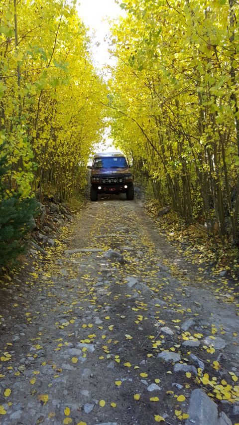 1996 Ford Bronco - A Ford Bronco drives down a leaf-strewn road surrounded by autumn foliage.