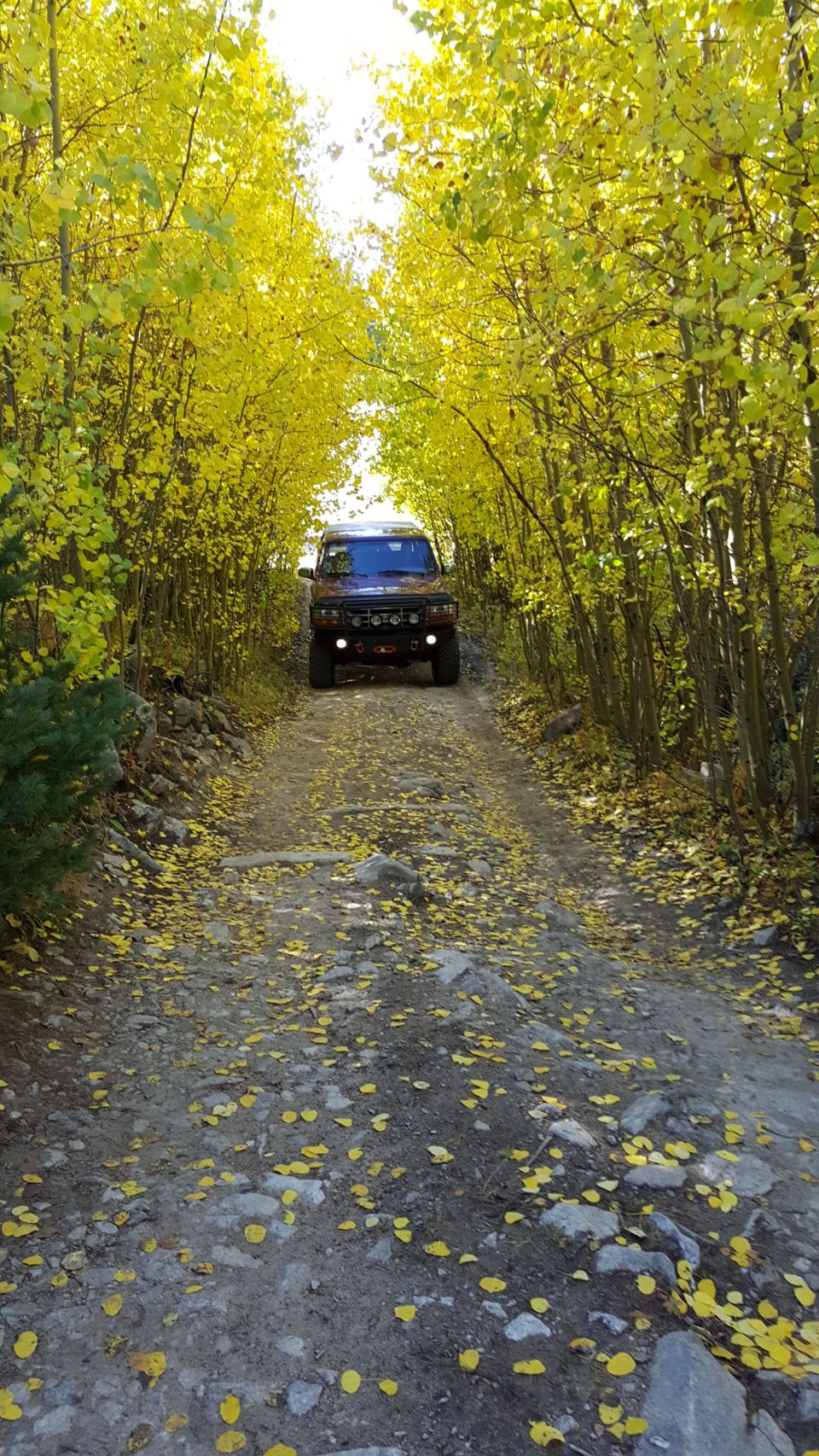 Brown Ford Bronco on a dirt road lined with yellow trees