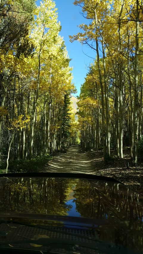1996 Ford Bronco - Driving down a dirt road surrounded by aspen trees in their fall colors.