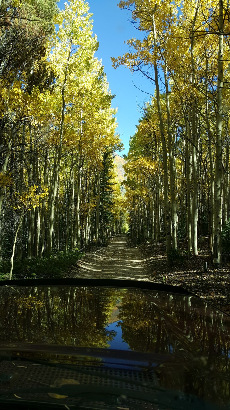 Dirt road through aspen forest with yellow leaves, reflection of trees and sky on car hood