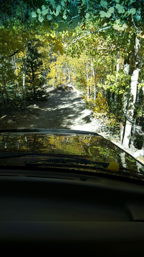 1996 Ford Bronco - Driving on a dirt road surrounded by trees displaying autumn foliage.